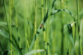 green tarva with a small insect in a meadow