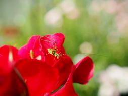 small flower leaves