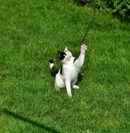cat in the green grass
