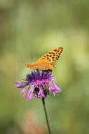 a big unusual butterfly in a flower