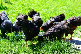 black chickens in the grass