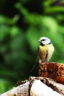 a small bird in a tree view