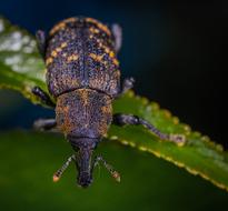 big weird scary bug