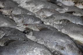 fresh gray fish