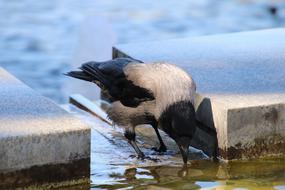 a black and white raven in the water