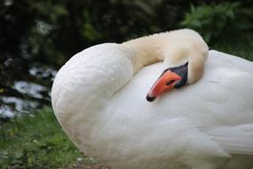 a white swan with a red beak in a lake