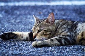 sleeping cat in a blue carpet