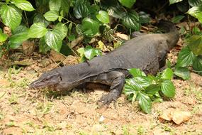 big iguana in the foliage