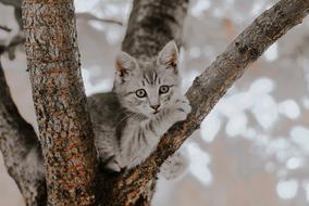 gray cat in the trees