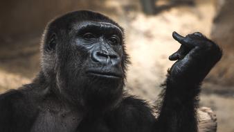 black monkey with a finger