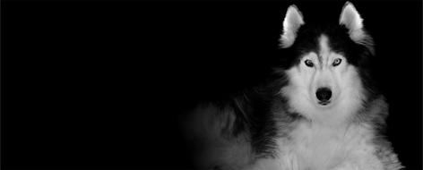 a big husky in the dark