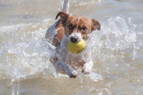 dog with a yellow ball in the sea