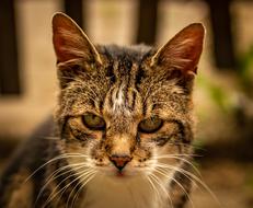 a cat with patterns and pretty eyes