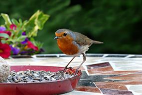 little bird eats seeds