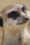 meerkat face view