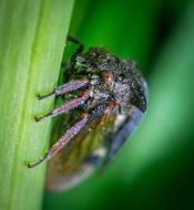 black fly in green grass