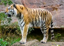 red tiger with black stripes