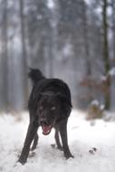 black aggressive dog