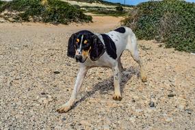 a dog with a black head and a spot