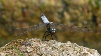 dragonfly big rock species