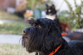 black dog with a red collar