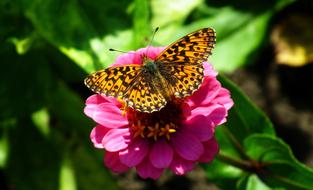 a big butterfly on a pink flower.
