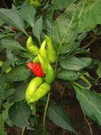 Colorful ripe peppers on a bush