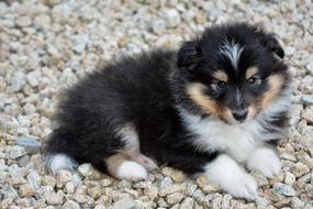 fluffy colored dog