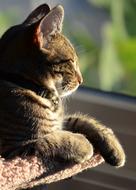 lounging cat
