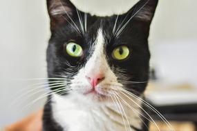 green eyes of a cat with white coloring