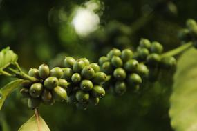 Unripe coffee beans
