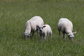 three white sheep in the grass