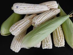 unripe corn harvest
