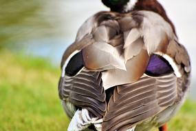 duck feathers a lot