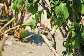 brown sparrow with green