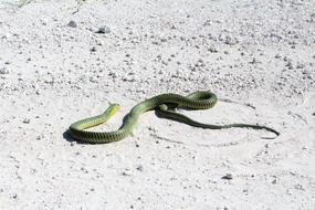 green snake in the sand