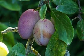 sweet plum on a tree