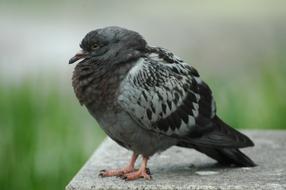 black dove waiting