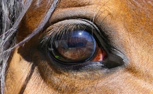 a big, beautiful horse eye