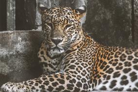 a cute leopard at the zoo