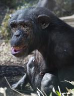 black screaming monkey