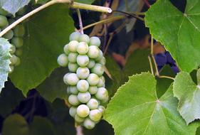 branch of unripe grapes