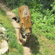 leopard in the zoo on the path