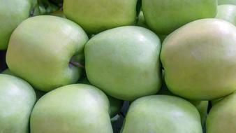 harvest of juicy green apples