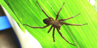 spider brown green leaf