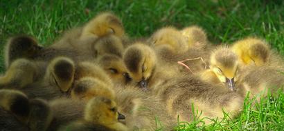 sleeping flock of ducklings in the grass