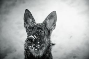 dog fluffy snow view