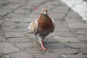 pigeon brown is a nice looking