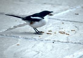 blackbird with white feathers