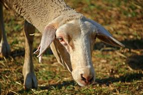 white sheep in the countryside